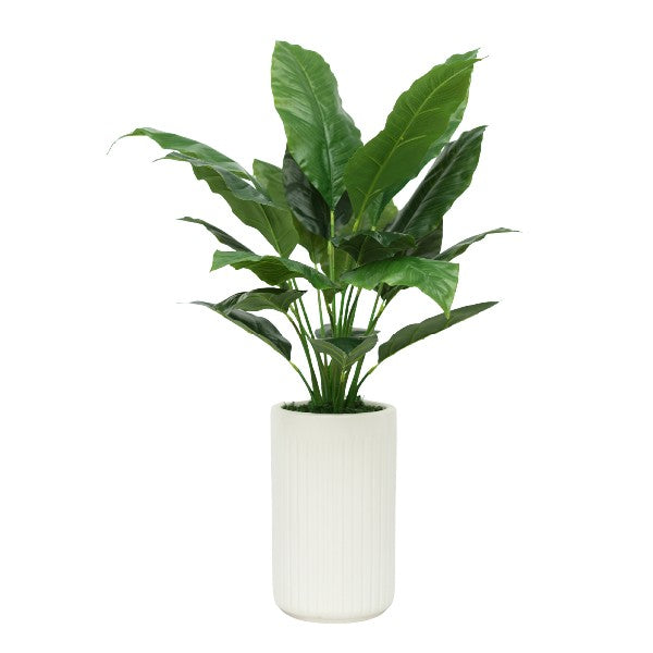 42" Spathphyllum in Matte White Ceramic