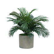 26" Parlor Palm in Cement Gray Ceramic
