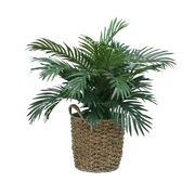 26" Parlor Palm in Natural Seagrass Basket