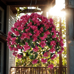 Hanging basket with violet flowers on a porch with diffused lighting