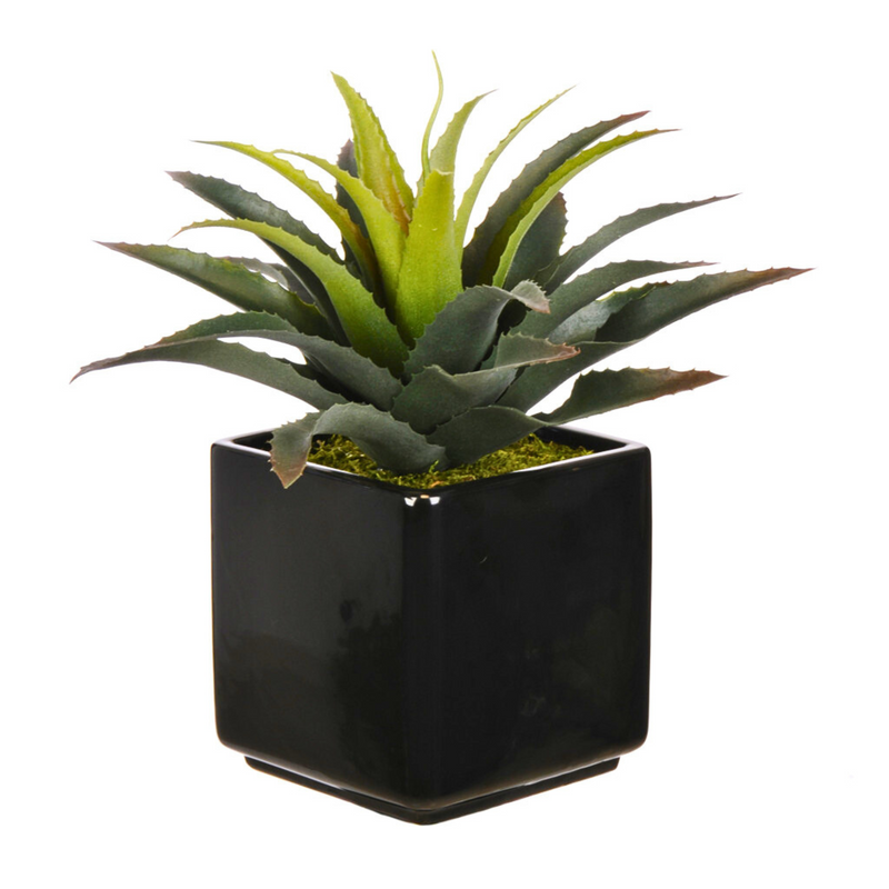 Artificial Star Succulent in Ceramic - House of Silk Flowers®
 - 1