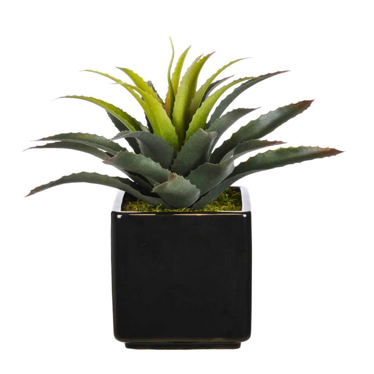 Artificial Star Succulent in Ceramic - House of Silk Flowers®
 - 2