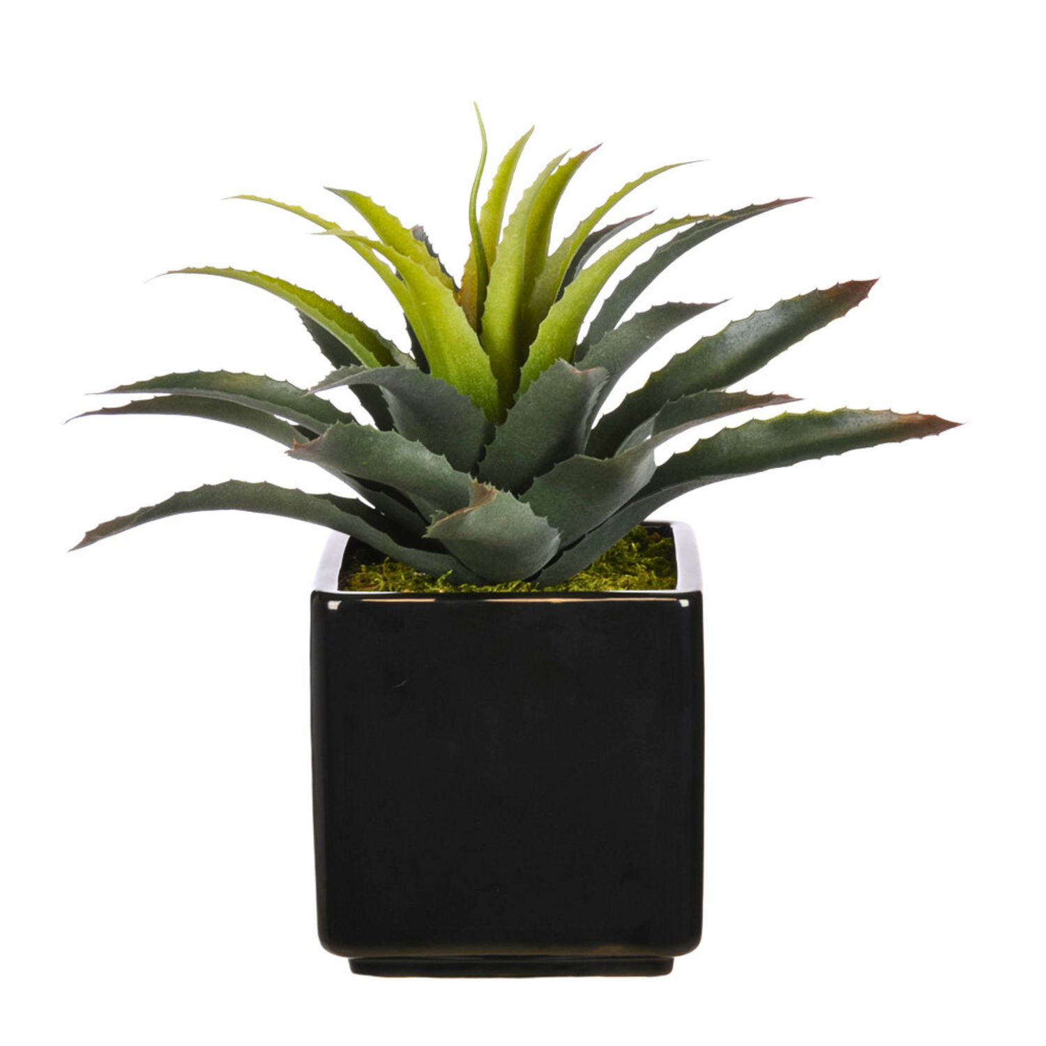 Artificial Star Succulent in Ceramic - House of Silk Flowers®
 - 2