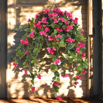 Artificial Bougainvillea Hanging Basket - House of Silk Flowers®
 - environment