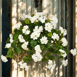 White flowering plant hanging against a wooden background