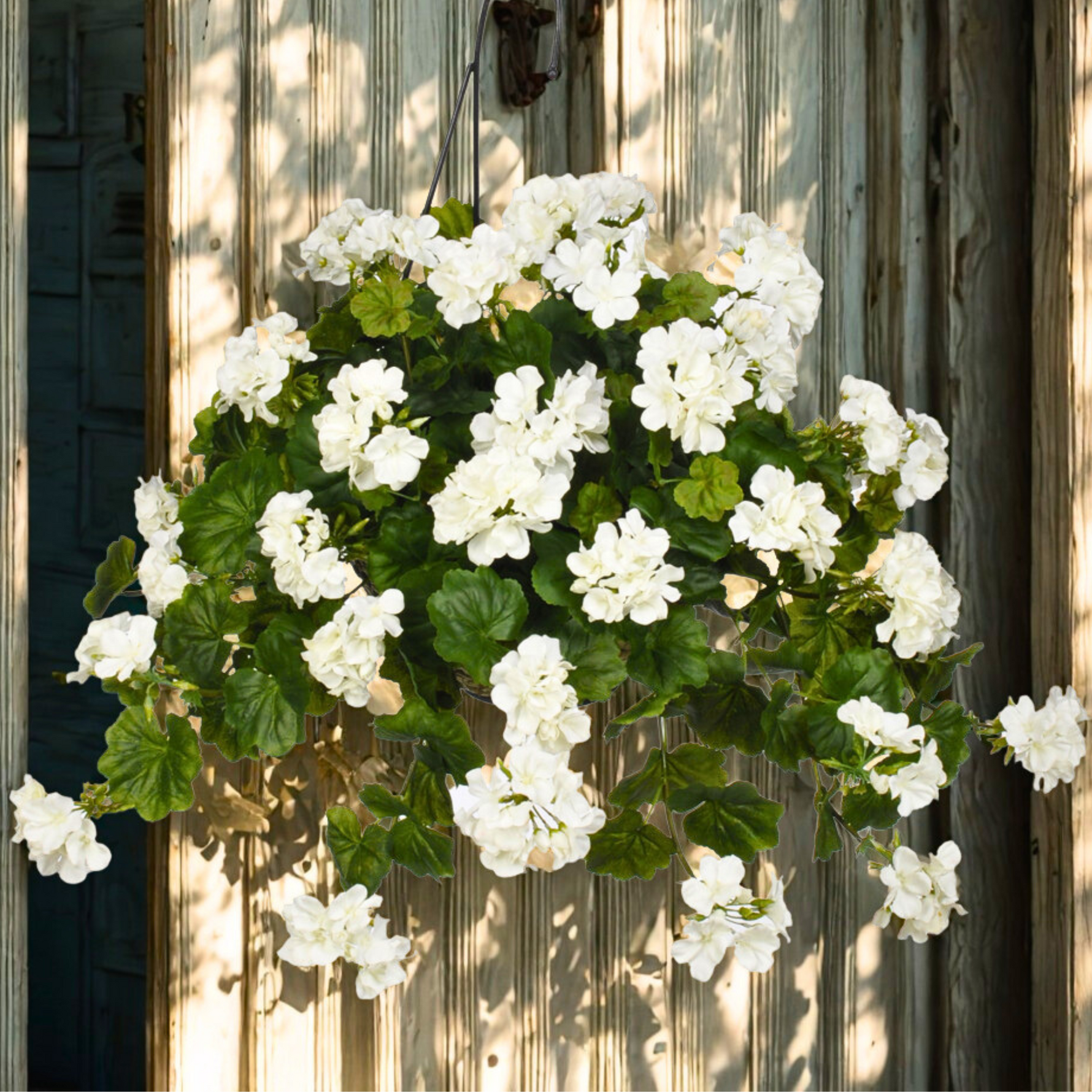 White flowering plant hanging against a wooden background