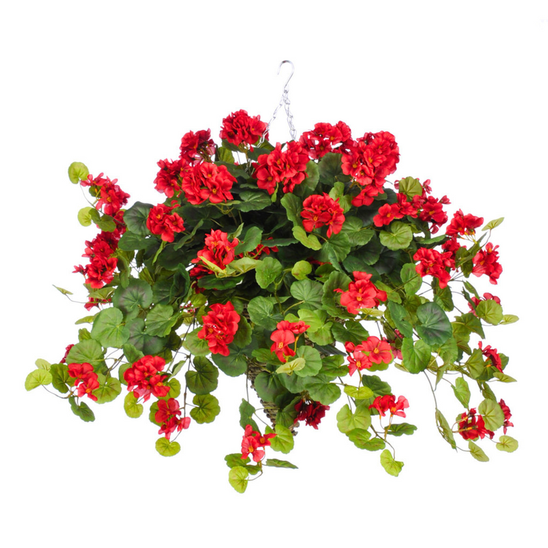 Hanging basket with red flowers and green leaves on a white background