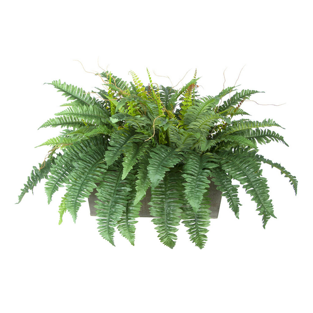 Fern plant in a pot on a white background