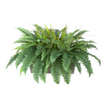 Fern plant in a pot on a white background