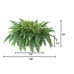 Fern plant with dimensions labeled on a white background