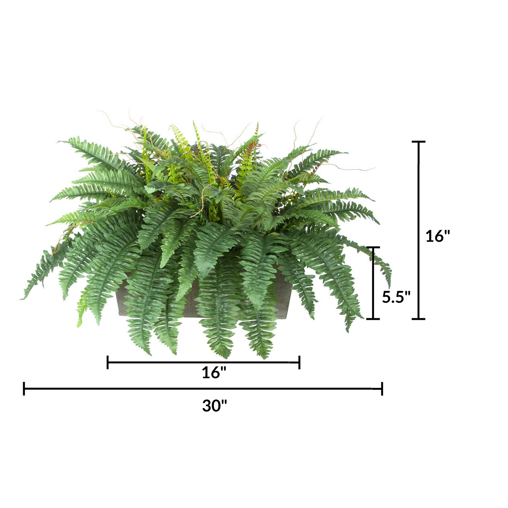 Fern plant with dimensions labeled on a white background