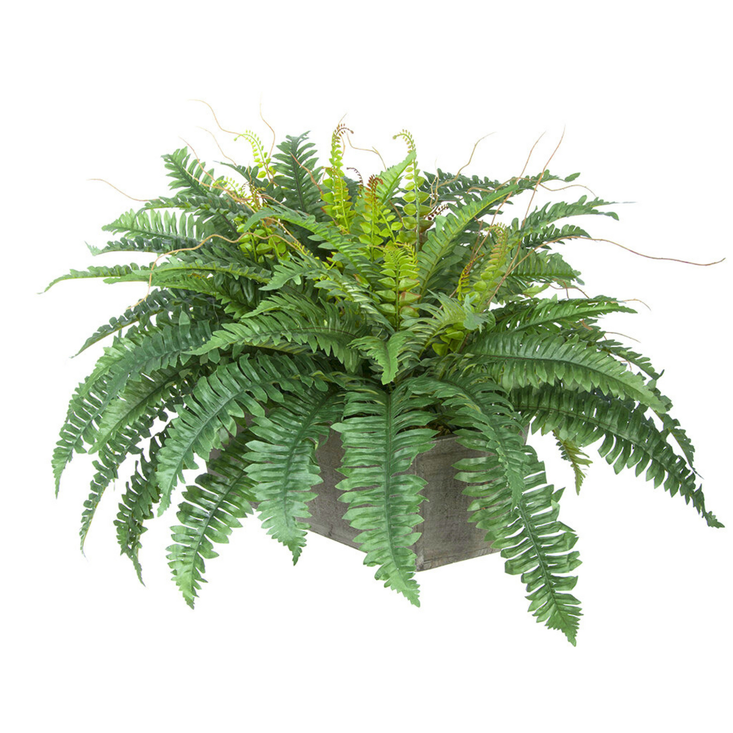 Artificial Fern in Washed Wood Ledge