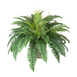 Potted fern plant on a white background