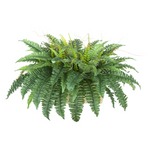 Green fern plant on a white background