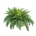 Fern plant in a pot on a white background