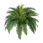 Fern plant in a pot on a white background