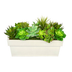 Assorted succulents in a white rectangular container on a white background