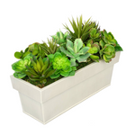 Potted plant with red flowers and green leaves on a white background