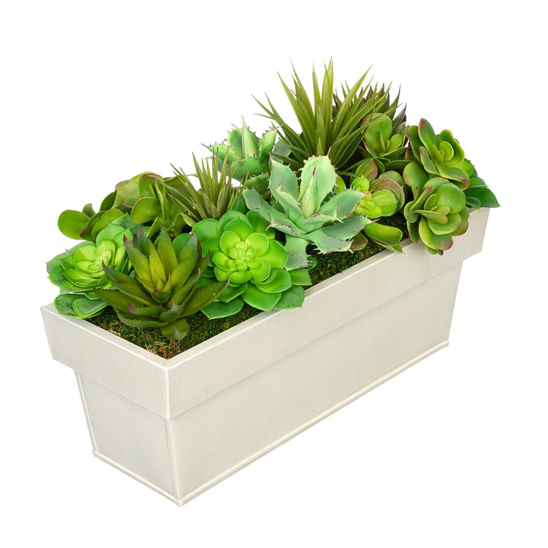 Potted plant with red flowers and green leaves on a white background