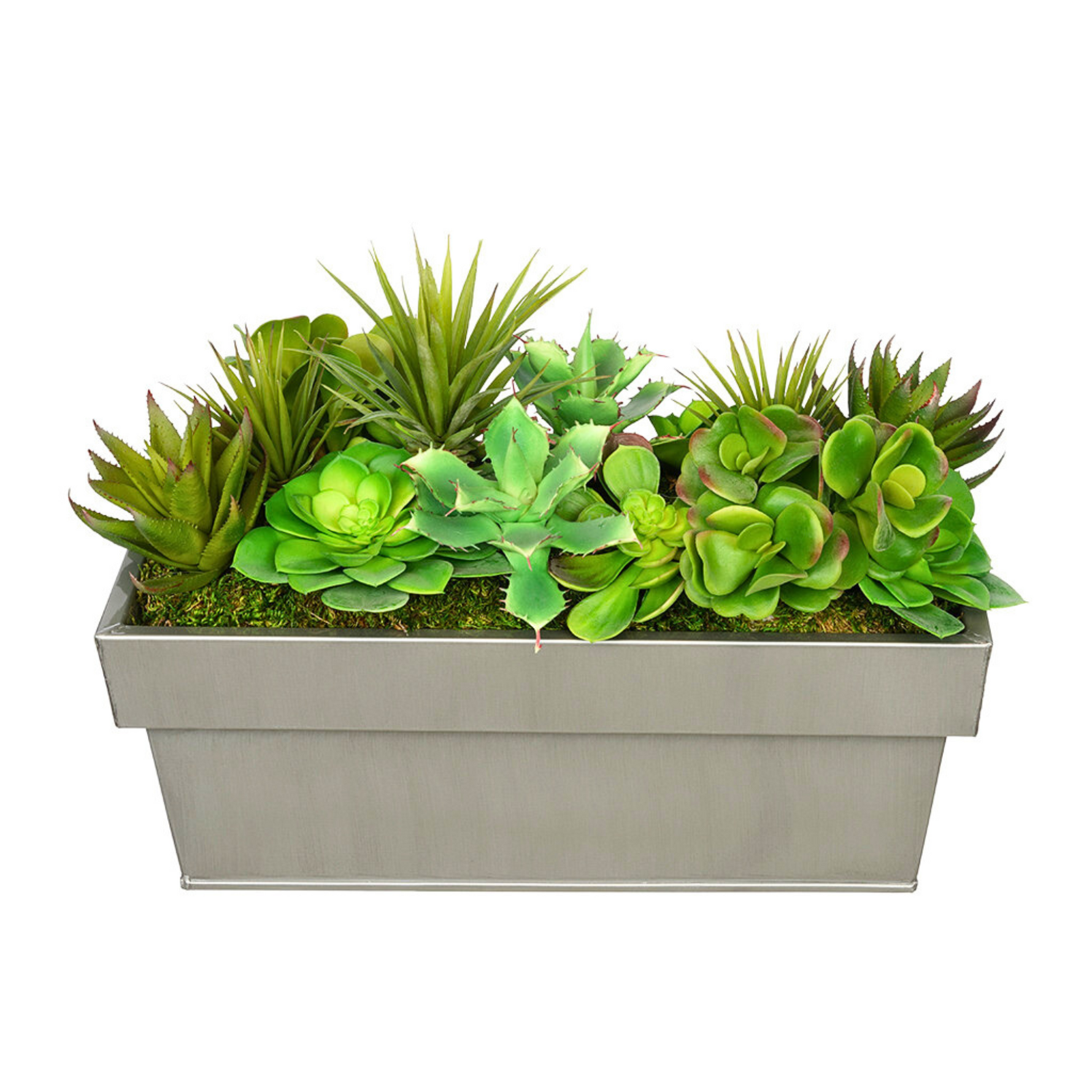 Plants in a rectangular pot on a white background