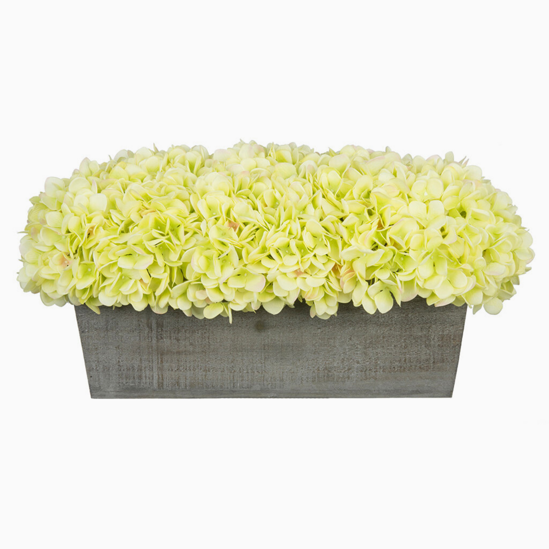 Green hydrangeas in rectangular grey ledge on white background