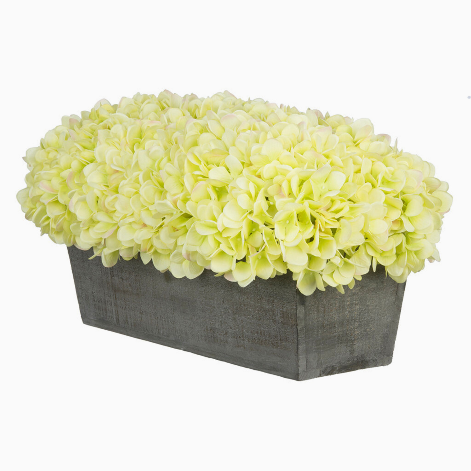 Green hydrangeas in rectangular grey ledge on white background