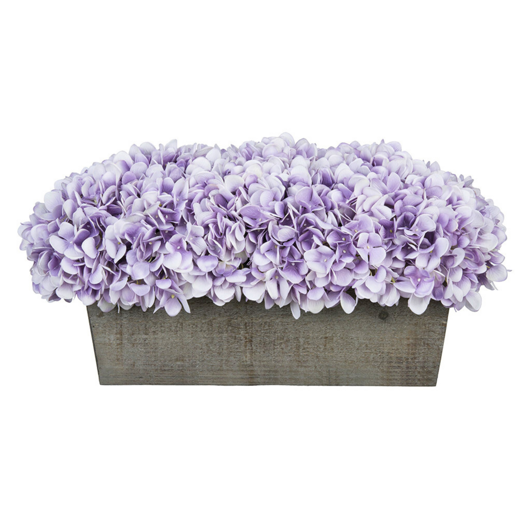 Violet hydrangeas in rectangular grey ledge on white background