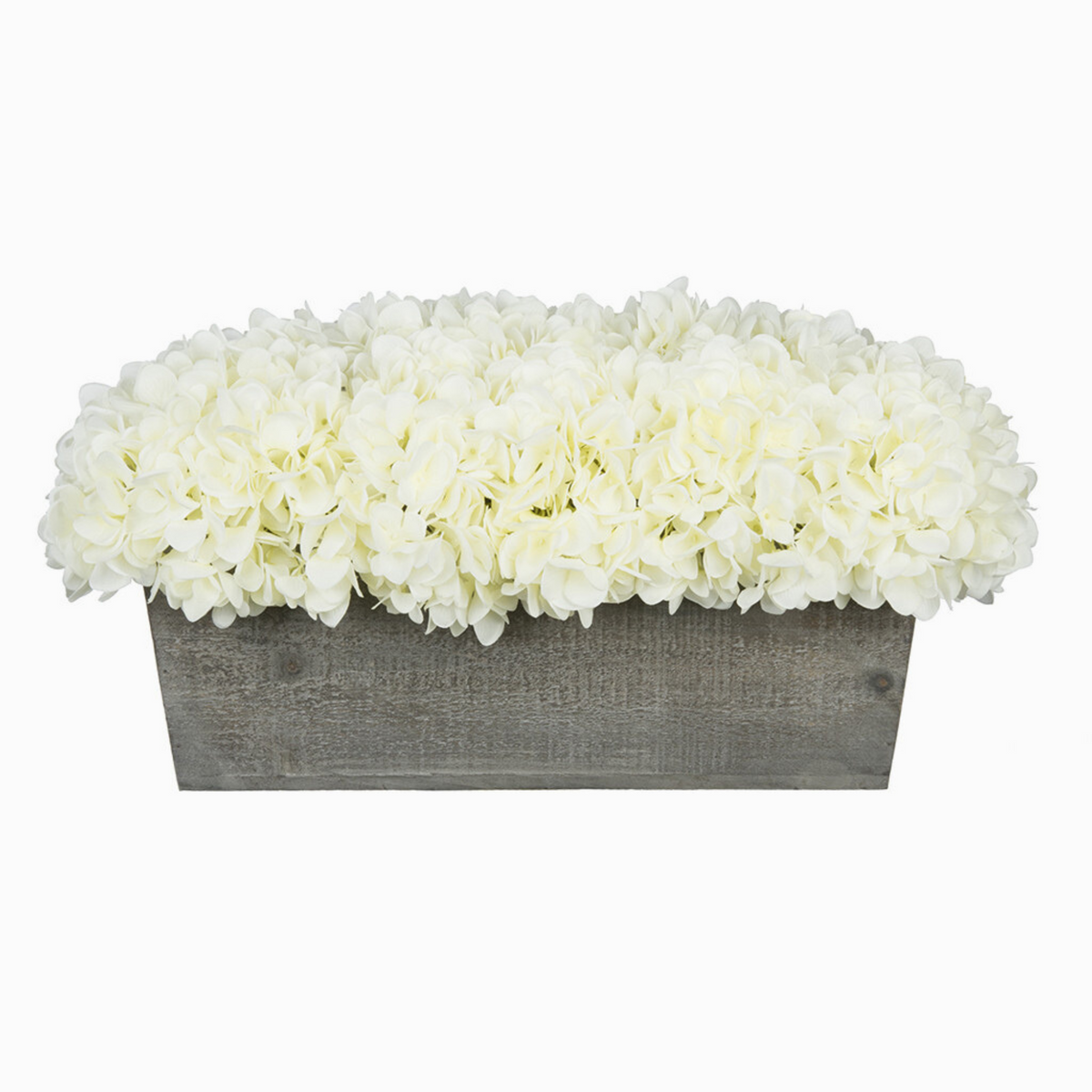 White hydrangeas in a grey wooden planter on a white background