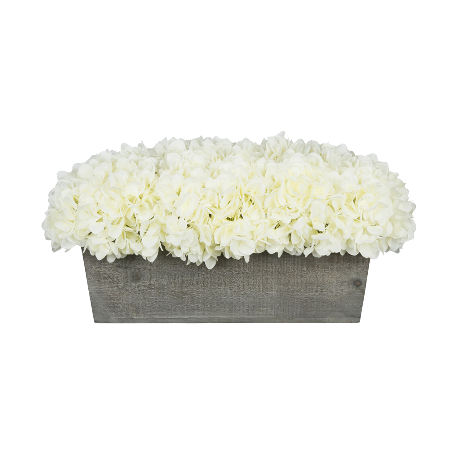 White hydrangeas in a grey wooden planter on a white background