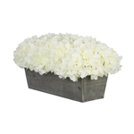 White hydrangeas in a grey wooden planter on a white background