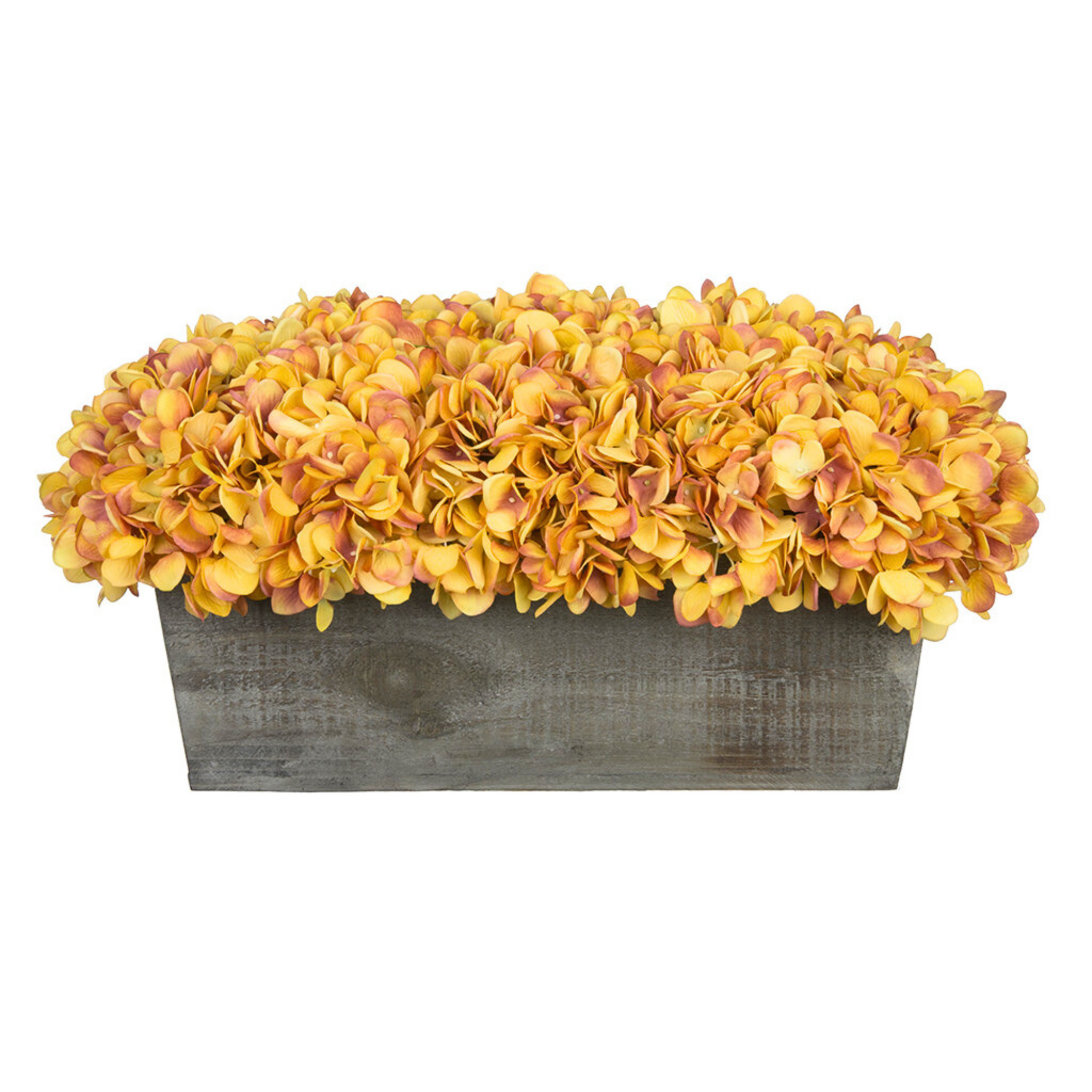 Gold Hydrangea in rectangular grey wooden planter filled on a white background