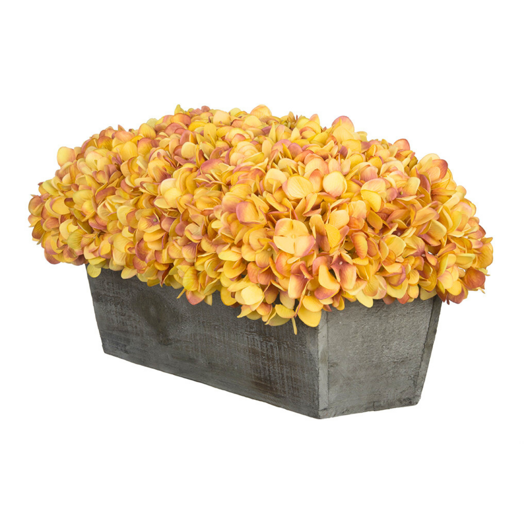 Gold Hydrangea in rectangular grey wooden planter filled on a white background