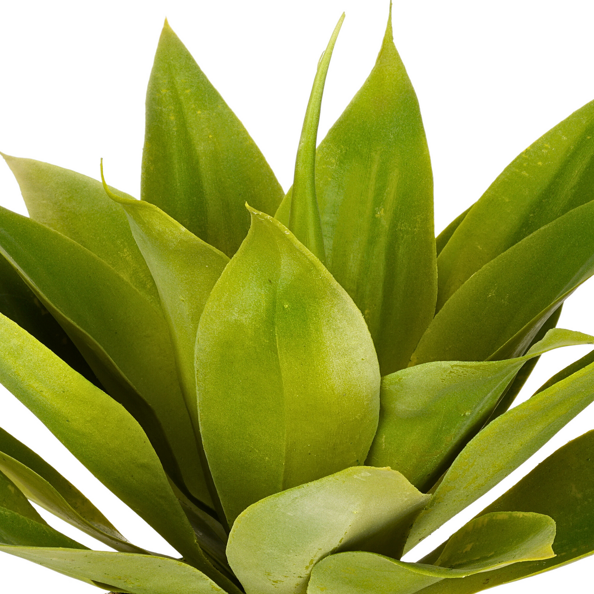 Close-up of Small Agave House of Silk Flowers®