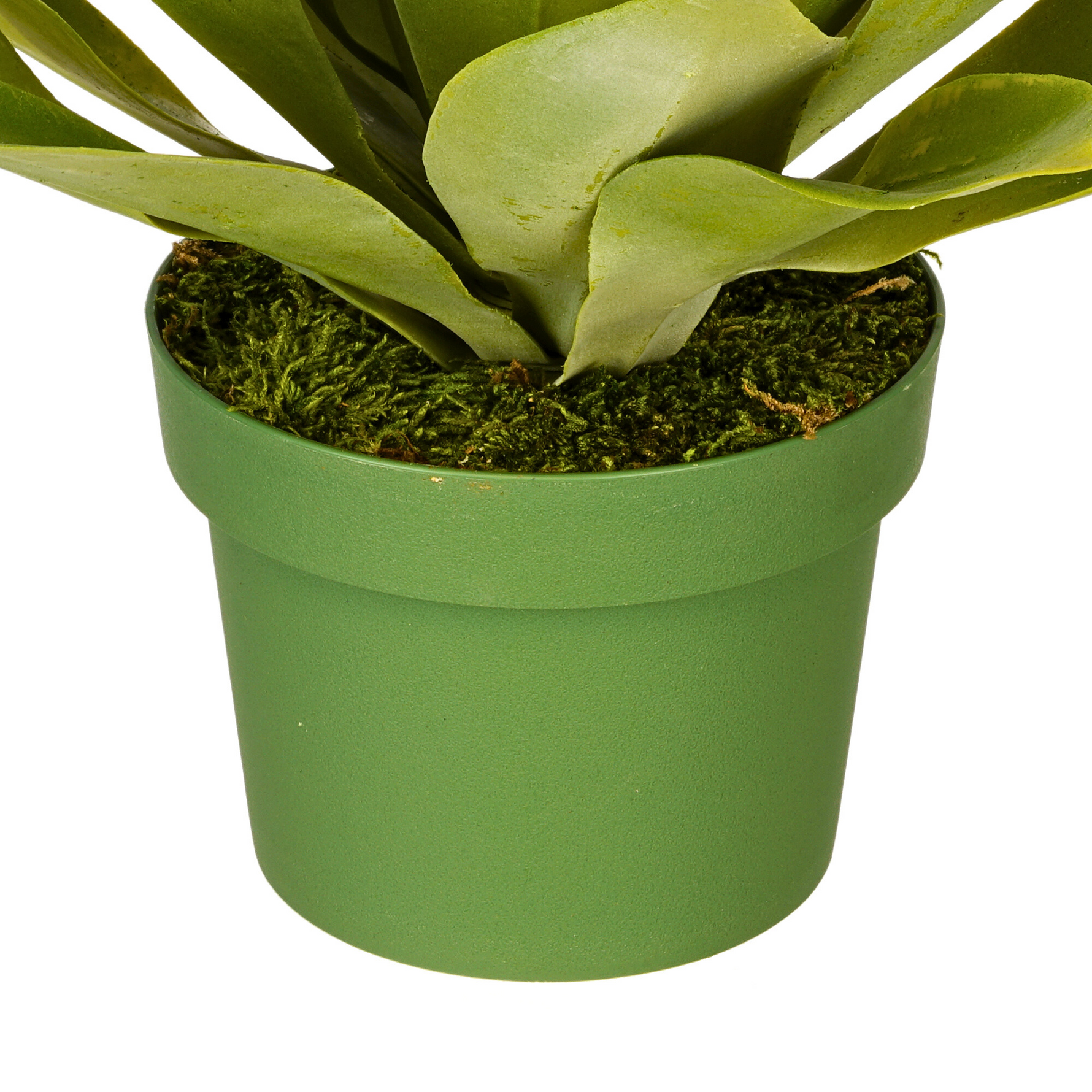 Zoomed in look at small succulent in green nursery pot