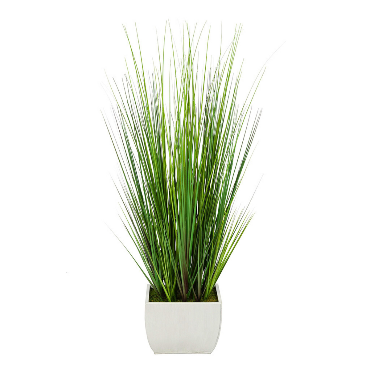 Potted grass with long green leaves in a white pot on a white background