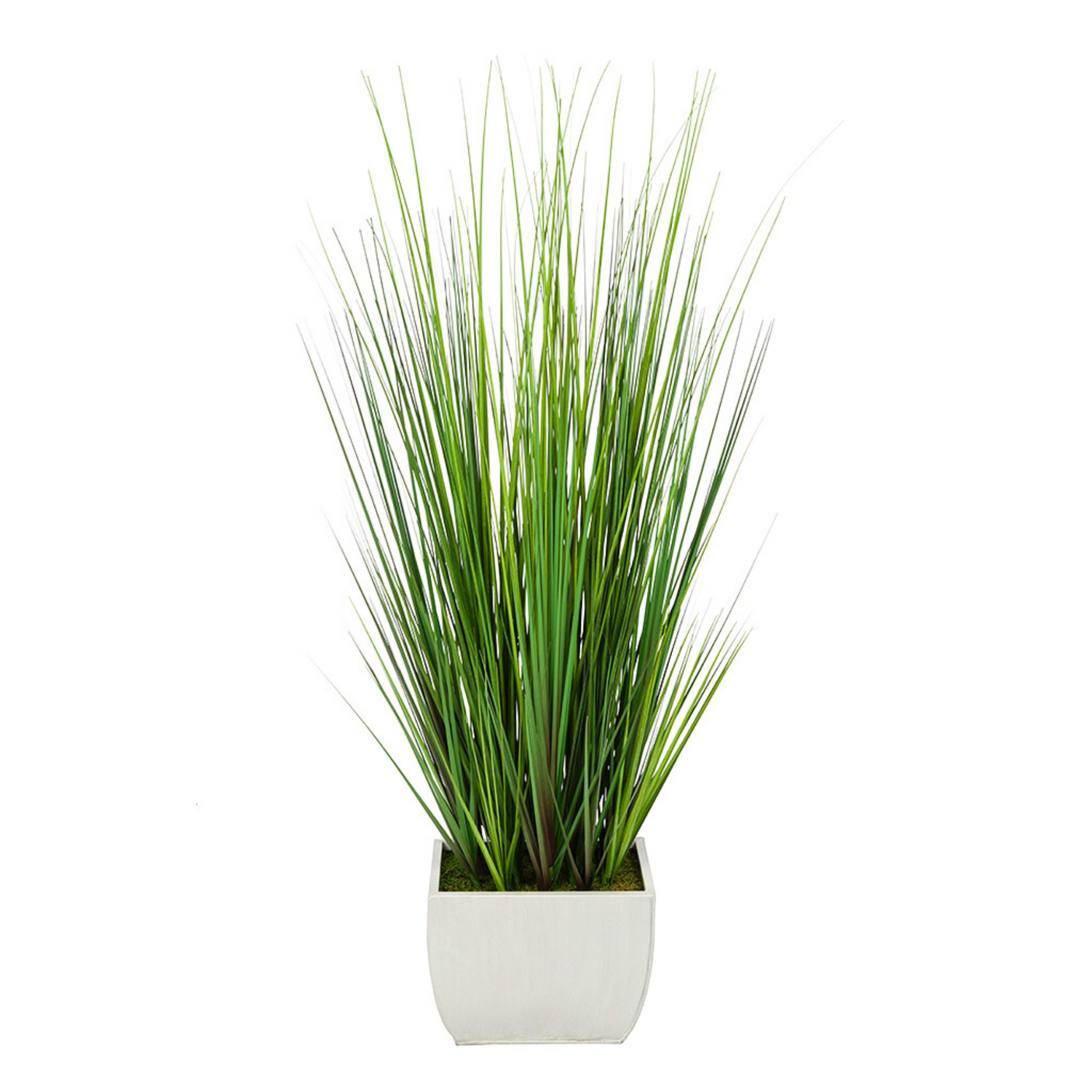 Potted grass with long green leaves in a white pot on a white background