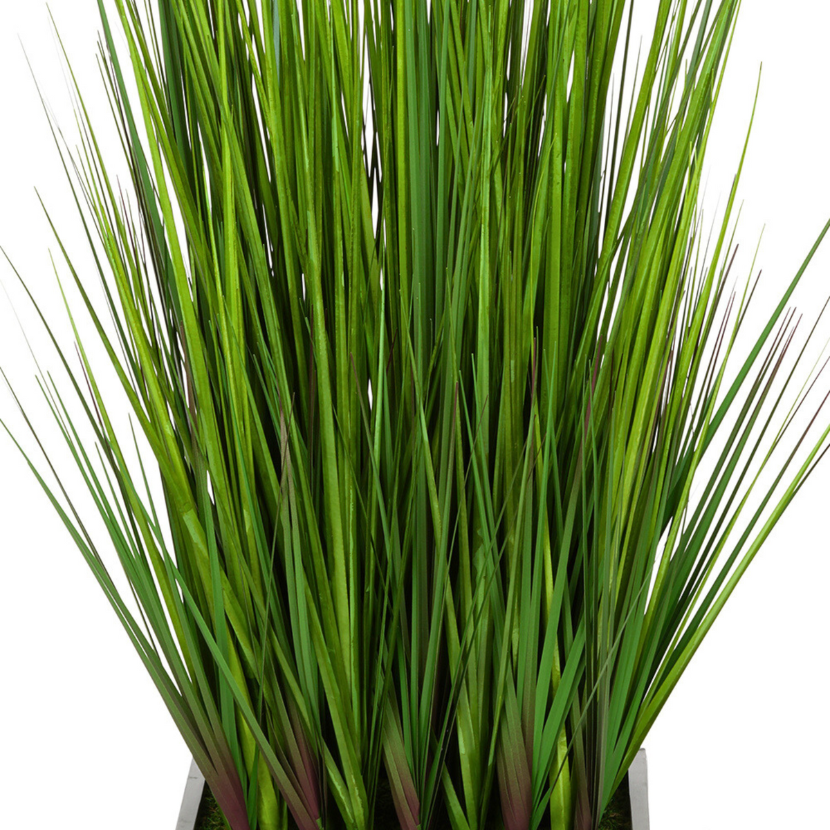 Grass close up view