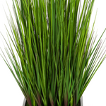 Grass close up view