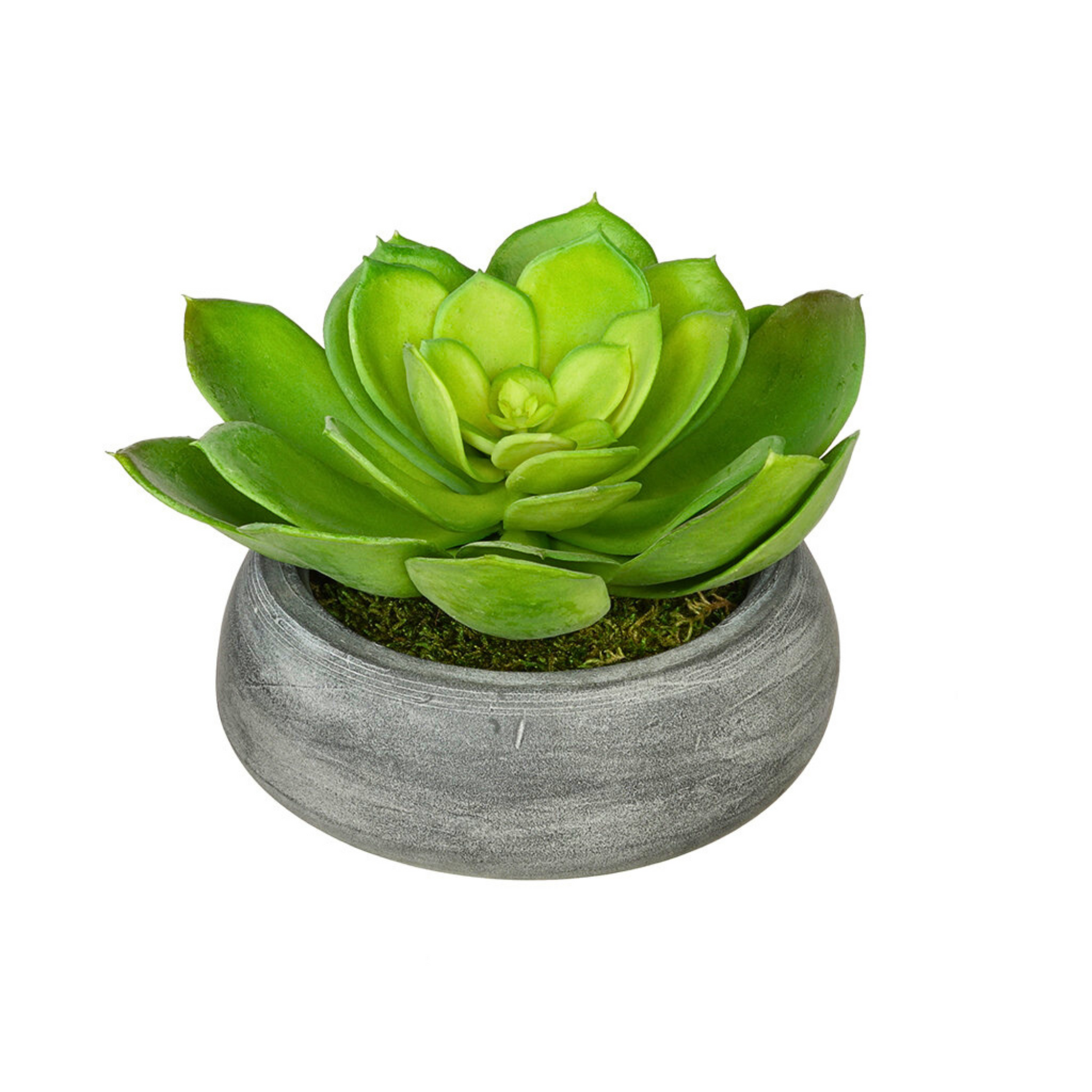 Artificial Echeveria in Washed Bowl Ceramic House of Silk Flowers® - 4