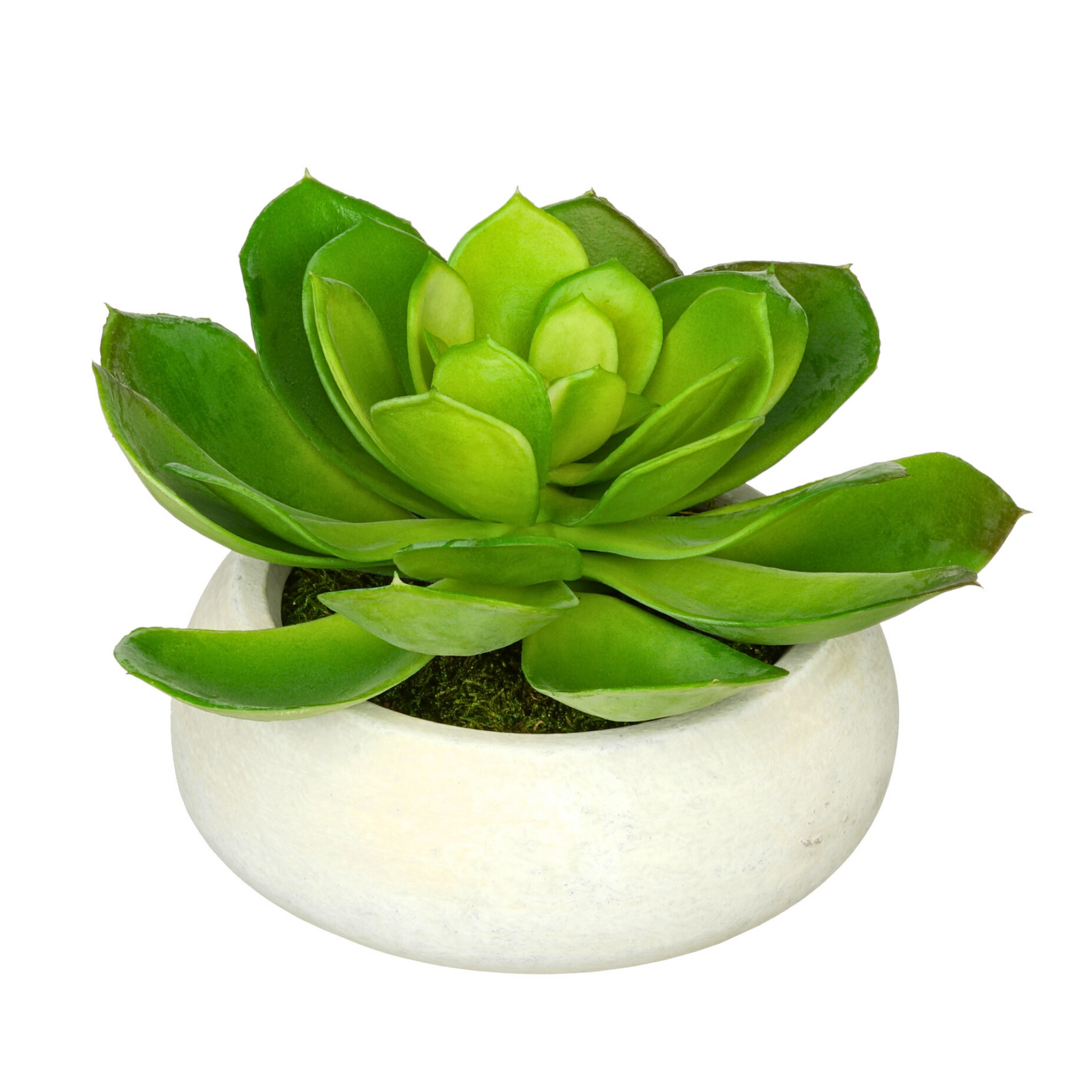 Artificial Echeveria in Washed Bowl Ceramic House of Silk Flowers® - 6