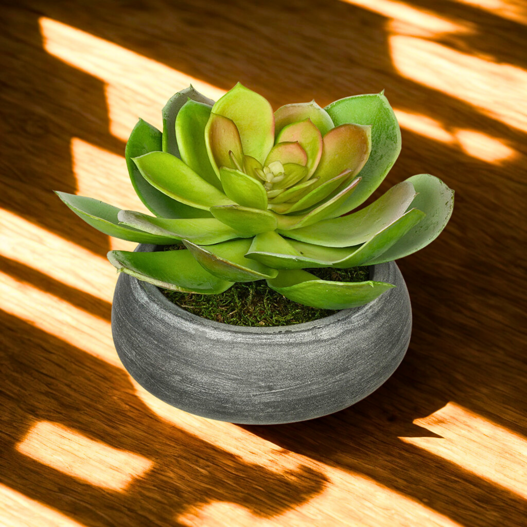 Artificial Echeveria in Washed Bowl Ceramic House of Silk Flowers® - 3