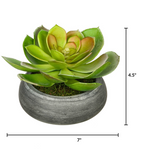 Green succulent plant in a gray pot on a white background