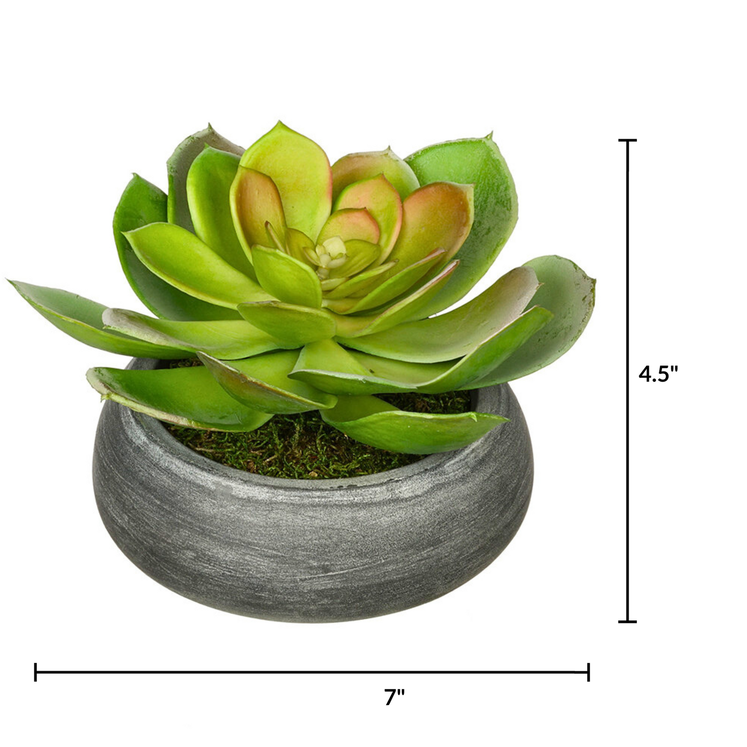Green succulent plant in a gray pot on a white background