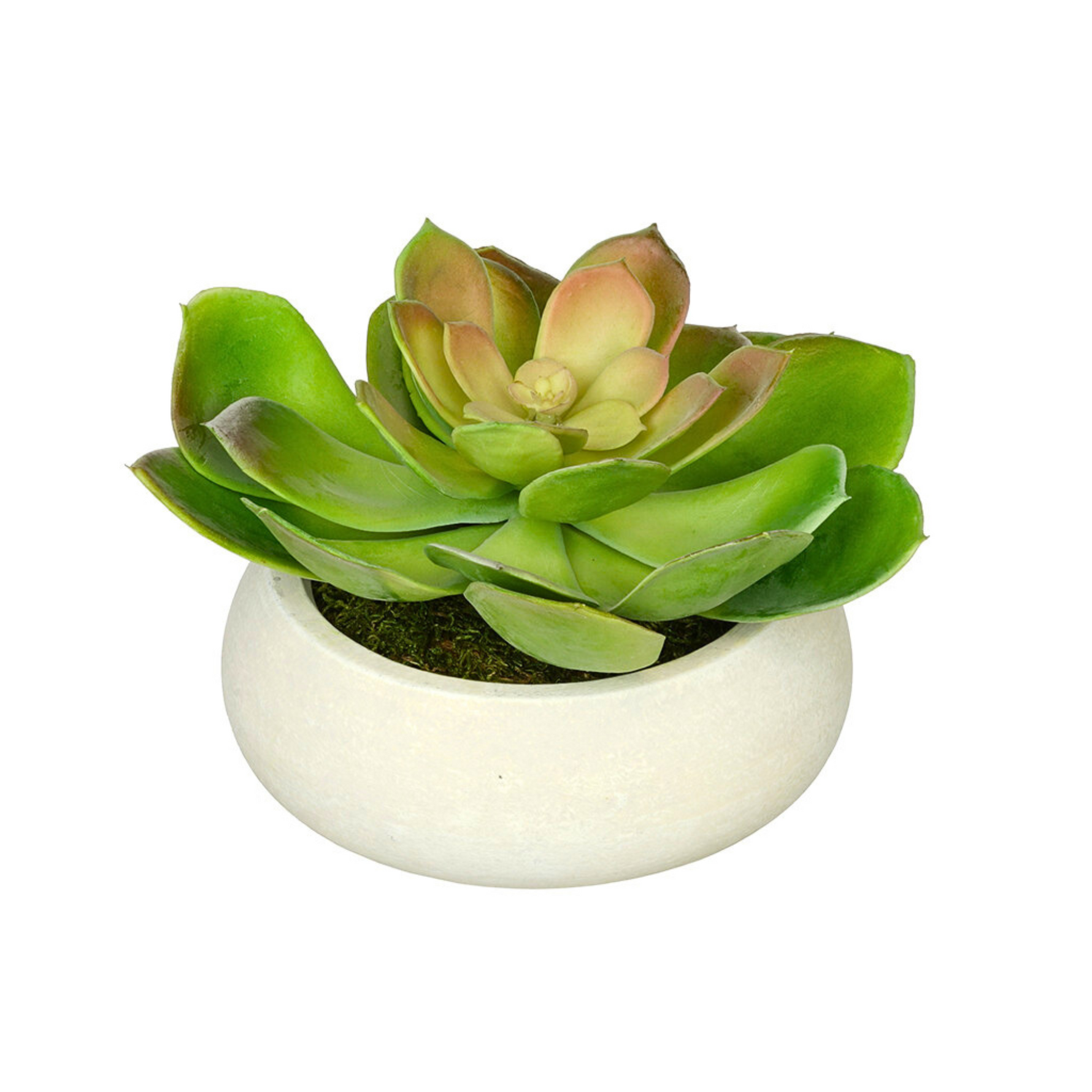 Artificial Echeveria in Washed Bowl Ceramic House of Silk Flowers® - 5