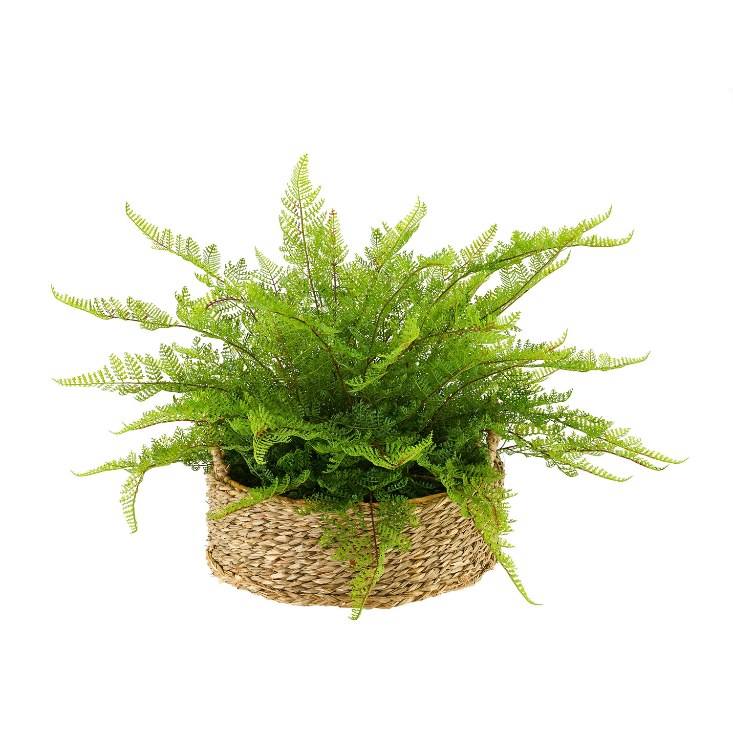 Potted fern plant in a woven basket on a white background
