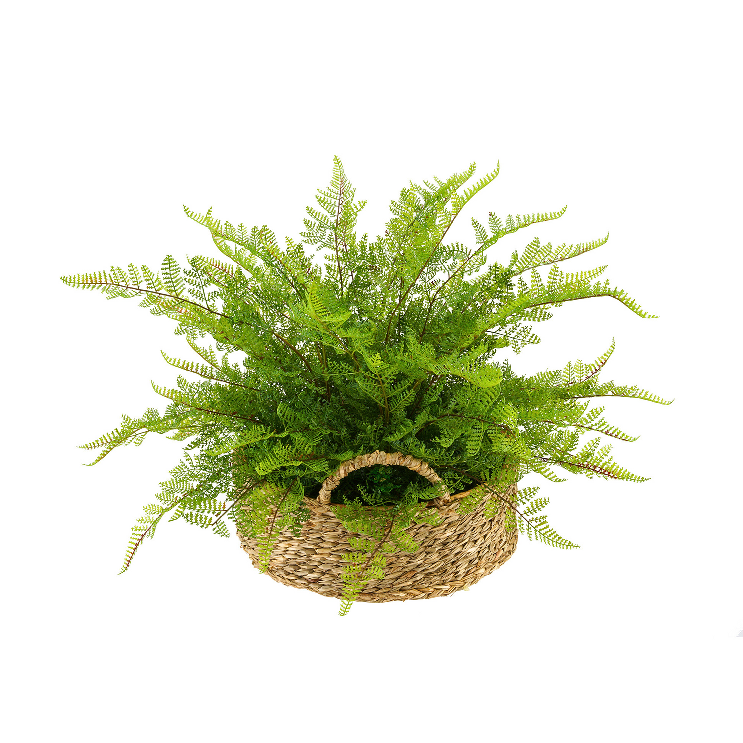 Fern plant in a woven basket on a white background