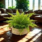 Potted fern on a wooden floor with a living room in the background