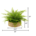 Potted fern with dimensions labeled on a white background