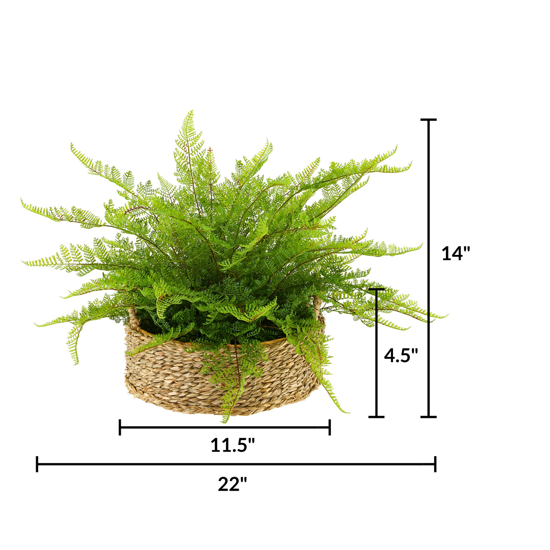 Potted fern with dimensions labeled on a white background
