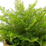 Close-up of a green fern plant on a white background